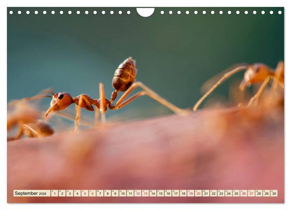 Produktbild: Ameisen - Ordnung im Durcheinander (Wandkalender 2026 DIN A4 quer), CALVENDO Monatskalender