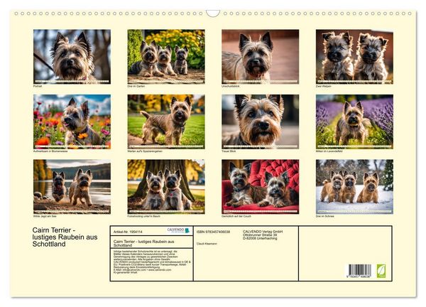 Produktbild: Cairn Terrier - lustiges Raubein aus Schottland (Wandkalender 2026 DIN A2 quer), CALVENDO Monatskalender