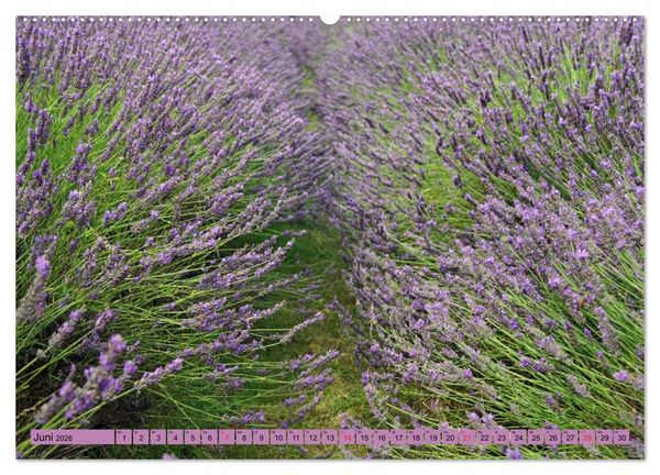 Produktbild: Farbzauber Lavendel (hochwertiger Premium Wandkalender 2026 DIN A2 quer), Kunstdruck in Hochglanz