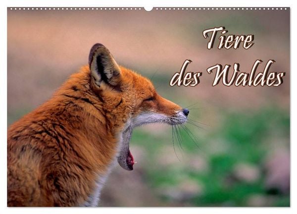 Produktbild: Tiere des Waldes (Wandkalender 2026 DIN A2 quer), CALVENDO Monatskalender