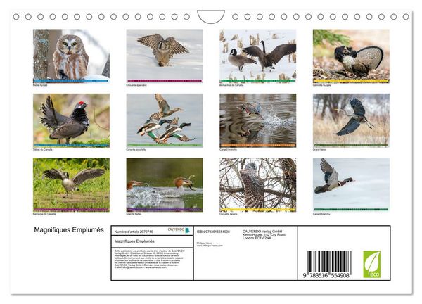 Produktbild: Magnifiques Emplum&eacute;s (Calendrier mural 2026 DIN A4 vertical), CALVENDO calendrier mensuel