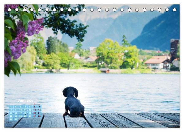 Produktbild: Geliebte Dackel (Tischkalender 2026 DIN A5 quer), CALVENDO Monatskalender