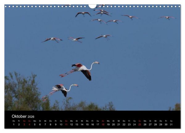 Produktbild: Flamingos der Camargue 2026 (Wandkalender 2026 DIN A3 quer), CALVENDO Monatskalender