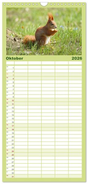 Produktbild: Familienplaner 2026 - Das heimliche Leben der Eichh&ouml;rnchen mit 5 Spalten (Wandkalender, 21 x 45 cm) CALVENDO