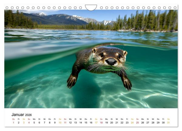 Produktbild: Wilde Heimat - Fischotter (Wandkalender 2026 DIN A4 quer), CALVENDO Monatskalender