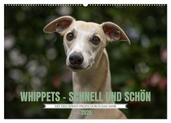 WHIPPETS - SCHNELL UND SCHÖN (Wandkalender 2025 DIN A2 quer), CALVENDO Monatskalender