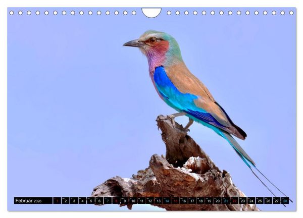 Produktbild: Fantastische V&ouml;gel (Wandkalender 2026 DIN A4 quer), CALVENDO Monatskalender