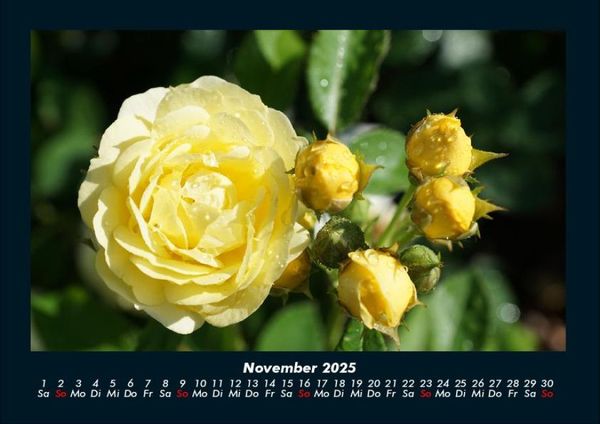 Produktbild: Rosen-Kalender 2025 Fotokalender DIN A4