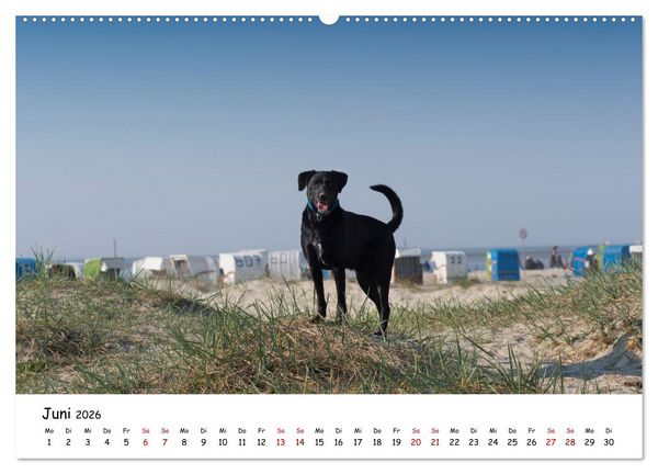 Produktbild: Strandurlaub mit Hund (Wandkalender 2026 DIN A2 quer), CALVENDO Monatskalender