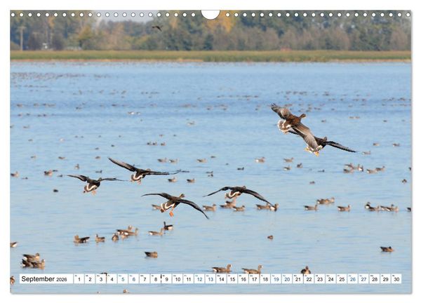 Produktbild: Land Brandenburg - Natur und Erholung im m&auml;rkischen Land (Wandkalender 2026 DIN A3 quer), CALVENDO Monatskalender