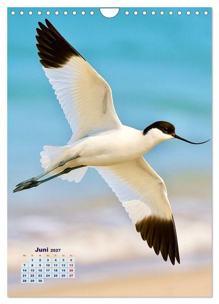 Produktbild: Seev&ouml;gel an der Nordsee (Wandkalender 2027 DIN A4 hoch), CALVENDO Monatskalender