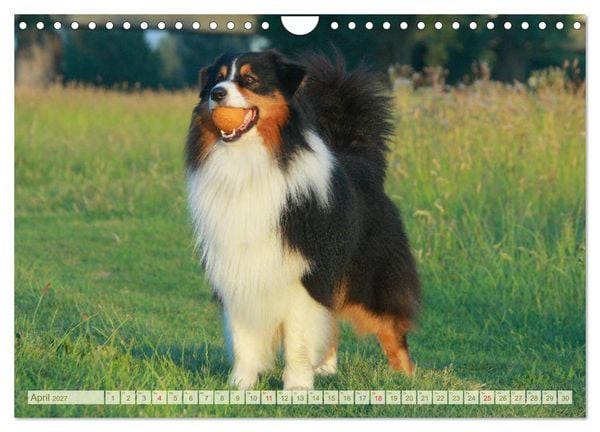 Produktbild: Australian Shepherd - H&uuml;tehunde mit Familienanschluss (Wandkalender 2027 DIN A4 quer), CALVENDO Monatskalender