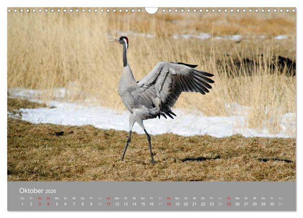 Produktbild: Kraniche in Vorpommern (Wandkalender 2026 DIN A3 quer), CALVENDO Monatskalender
