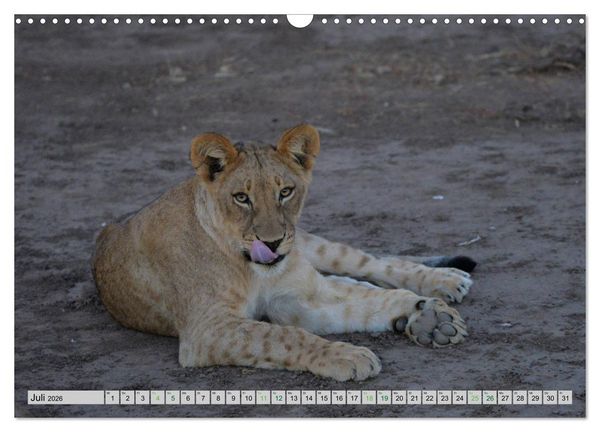 Produktbild: L&ouml;wen. Die K&ouml;nige Afrikas (Wandkalender 2026 DIN A3 quer), CALVENDO Monatskalender