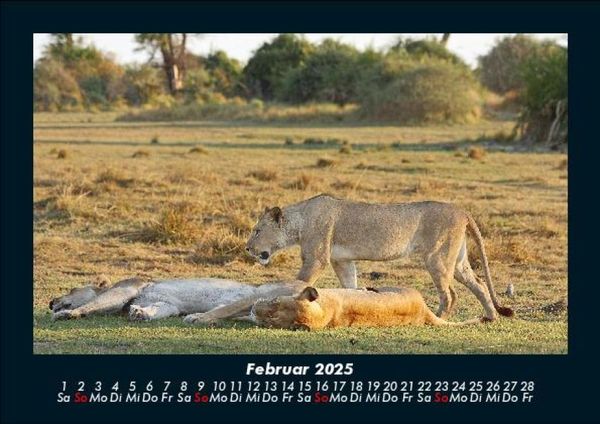 Produktbild: L&ouml;wen in der Wildnis 2025 Fotokalender DIN A5