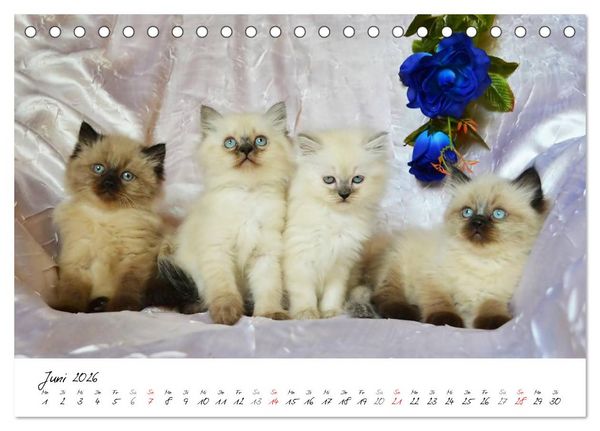 Produktbild: Katzenparade (Tischkalender 2026 DIN A5 quer), CALVENDO Monatskalender