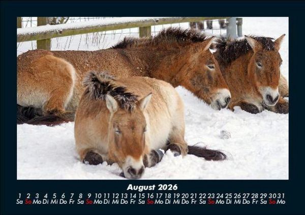 Produktbild: Pferde Kalender 2026 Fotokalender DIN A5