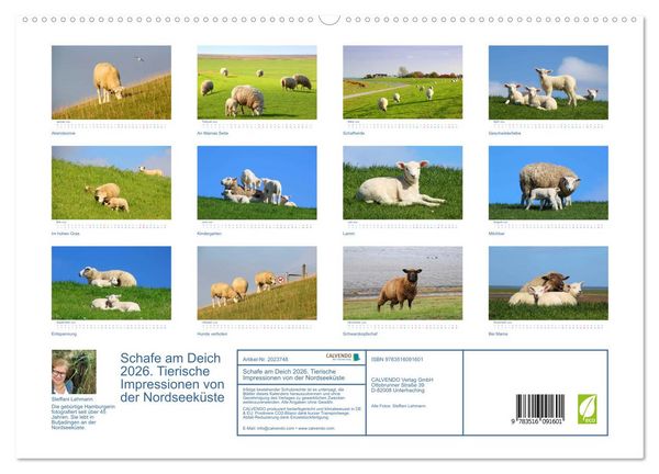 Produktbild: Schafe am Deich 2026. Tierische Impressionen von der Nordseek&uuml;ste (hochwertiger Premium Wandkalender 2026 DIN A2 quer), Kunstdruck in Hochglanz