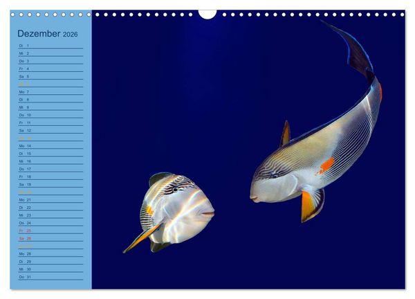 Produktbild: Momente im Blau - Ein Terminplaner f&uuml;r Unterwasser-Freunde (Wandkalender 2026 DIN A3 quer), CALVENDO Monatskalender