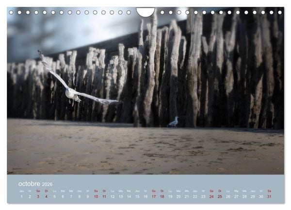 Produktbild: Sillonnez la plage (Calendrier mural 2026 DIN A4 vertical), CALVENDO calendrier mensuel