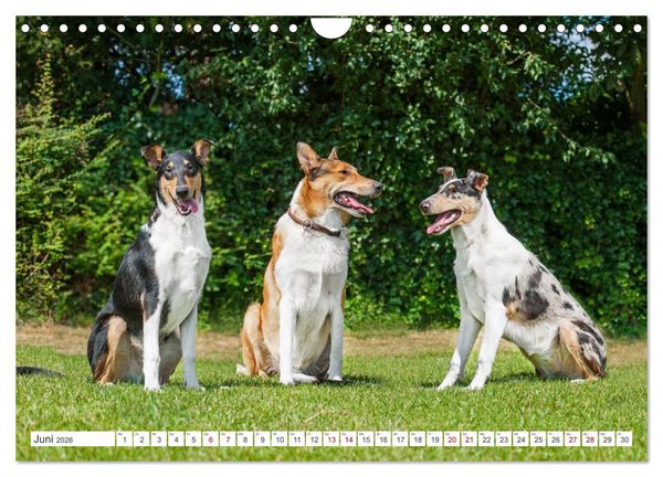 Produktbild: Ein Freund f&uuml;rs Leben - Smooth Collie (Wandkalender 2026 DIN A4 quer), CALVENDO Monatskalender