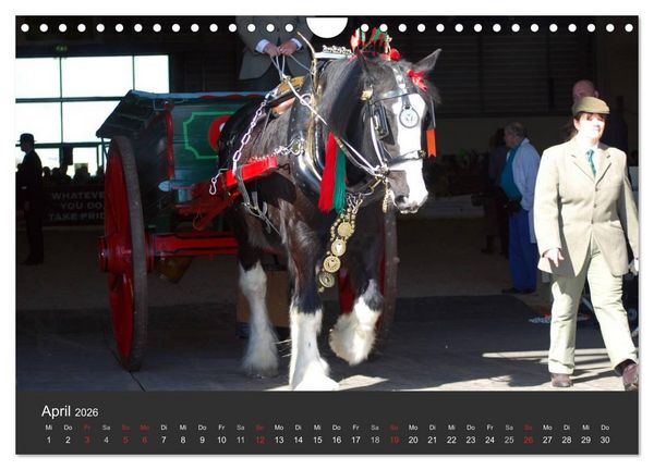 Produktbild: Shire Horse &bull; Prunkvolle Giganten (Wandkalender 2026 DIN A4 quer), CALVENDO Monatskalender
