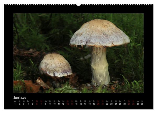Produktbild: Pilzgalerie - Heimische Pilze aus der Region Rheinland-Pfalz (Wandkalender 2026 DIN A2 quer), CALVENDO Monatskalender