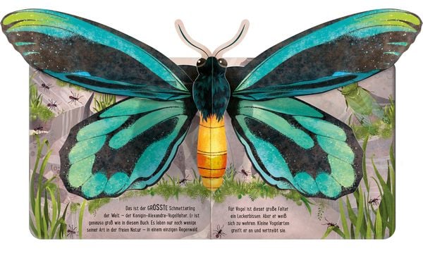 Produktbild: Mein erstes Pop-up-Buch: Schmetterlinge