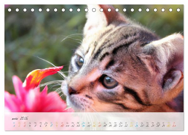 Produktbild: Chatons trop mignons (Calendrier de bureau 2026 DIN A5 vertical), CALVENDO calendrier mensuel
