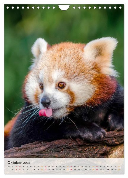 Produktbild: Roter Panda (Wandkalender 2026 DIN A4 hoch), CALVENDO Monatskalender