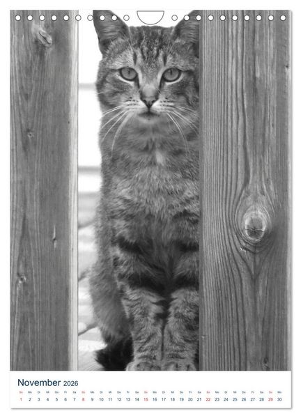 Produktbild: Wilde Katzen - Korsikas Samtpfoten (Wandkalender 2026 DIN A4 hoch), CALVENDO Monatskalender