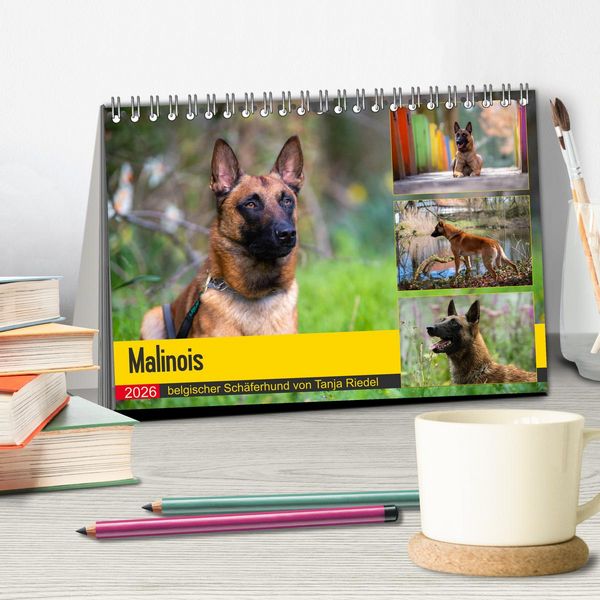 Produktbild: Malinois - belgischer Sch&auml;ferhund (Tischkalender 2026 DIN A5 quer), CALVENDO Monatskalender