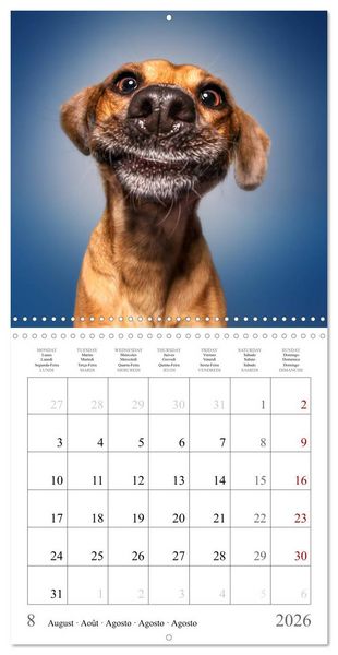 Produktbild: Funny Dog Faces (Wall Calendar 2026 12 &times; 12 Inch) CALVENDO 12 Month Wall Calendar