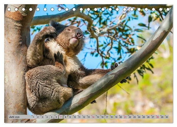 Produktbild: Australische Koalas (Tischkalender 2026 DIN A5 quer), CALVENDO Monatskalender