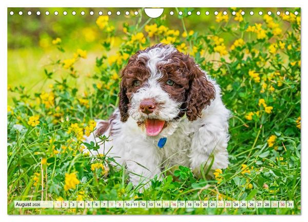 Produktbild: Lagotto Romagnolo - der Tr&uuml;ffelhund Italiens (Wandkalender 2026 DIN A4 quer), CALVENDO Monatskalender