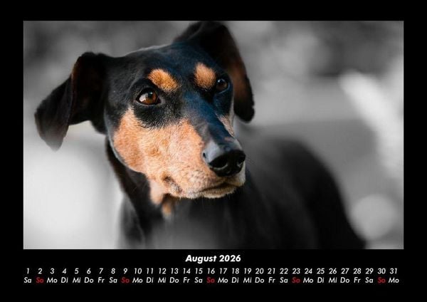 Produktbild: Hundezauber 2026 Fotokalender DIN A3