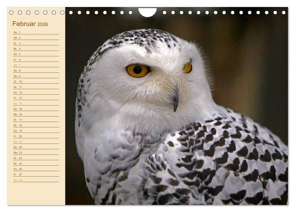 Produktbild: Eulen (Wandkalender 2026 DIN A4 quer), CALVENDO Monatskalender