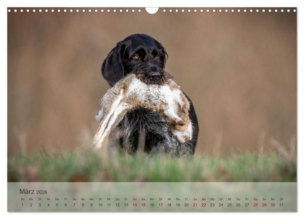 Produktbild: Treue Jagdgef&auml;hrten - Der Deutsch Drahthaar (Wandkalender 2026 DIN A3 quer), CALVENDO Monatskalender