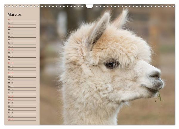 Produktbild: Alpakas und Lamas (Wandkalender 2026 DIN A3 quer), CALVENDO Monatskalender