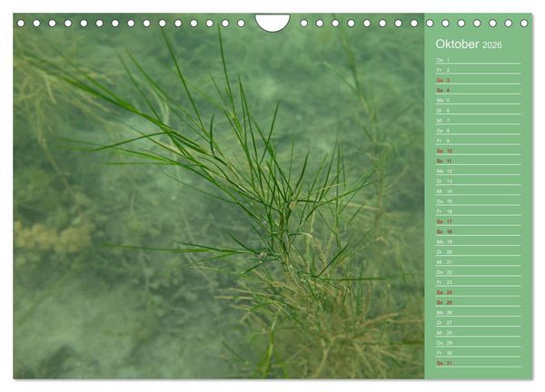 Produktbild: Baggersee - die gr&uuml;ne Welt (Wandkalender 2026 DIN A4 quer), CALVENDO Monatskalender