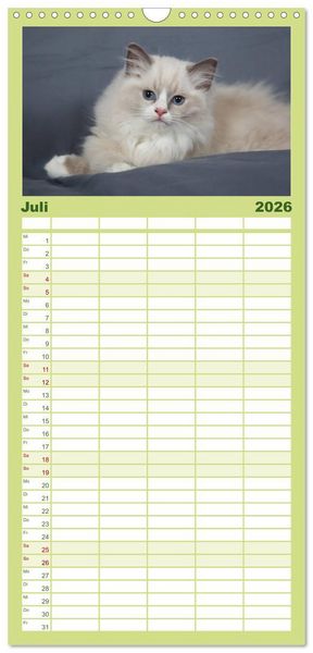 Produktbild: Familienplaner 2026 - Ragdoll Kitten mit 5 Spalten (Wandkalender, 21 x 45 cm) CALVENDO