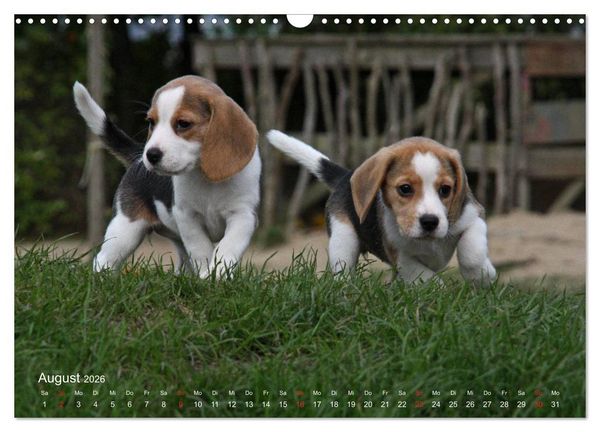 Produktbild: Beagle (Wandkalender 2026 DIN A3 quer), CALVENDO Monatskalender