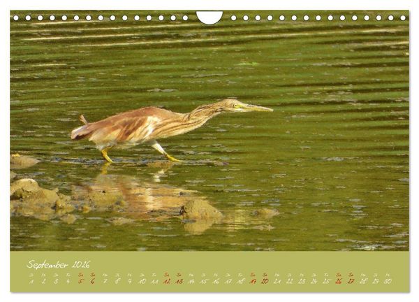 Produktbild: Wilde Toskana - von Ren&eacute; Schaack (Wandkalender 2026 DIN A4 quer), CALVENDO Monatskalender