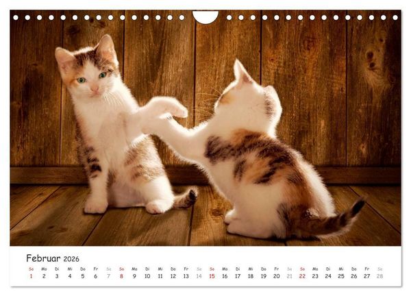 Produktbild: K&auml;tzchen 2026 (Wandkalender 2026 DIN A4 quer), CALVENDO Monatskalender