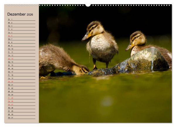 Produktbild: G&auml;nse und Enten. Schnattern, watscheln, quaken! (Wandkalender 2026 DIN A2 quer), CALVENDO Monatskalender