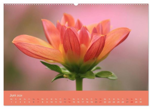 Produktbild: Dahlien (Wandkalender 2026 DIN A2 quer), CALVENDO Monatskalender