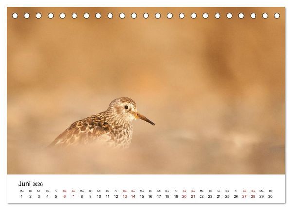 Produktbild: Spitzbergenkalender (Tischkalender 2026 DIN A5 quer), CALVENDO Monatskalender