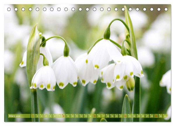 Produktbild: Wei&szlig;e Fr&uuml;hlingsbl&uuml;ten (Tischkalender 2026 DIN A5 quer), CALVENDO Monatskalender