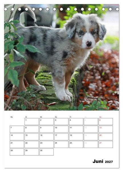 Produktbild: Australian Shepherd (Tischkalender 2027 DIN A5 hoch), CALVENDO Monatskalender
