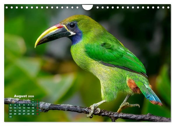 Produktbild: Tropische V&ouml;gel Costa Ricas (Wandkalender 2026 DIN A4 quer), CALVENDO Monatskalender